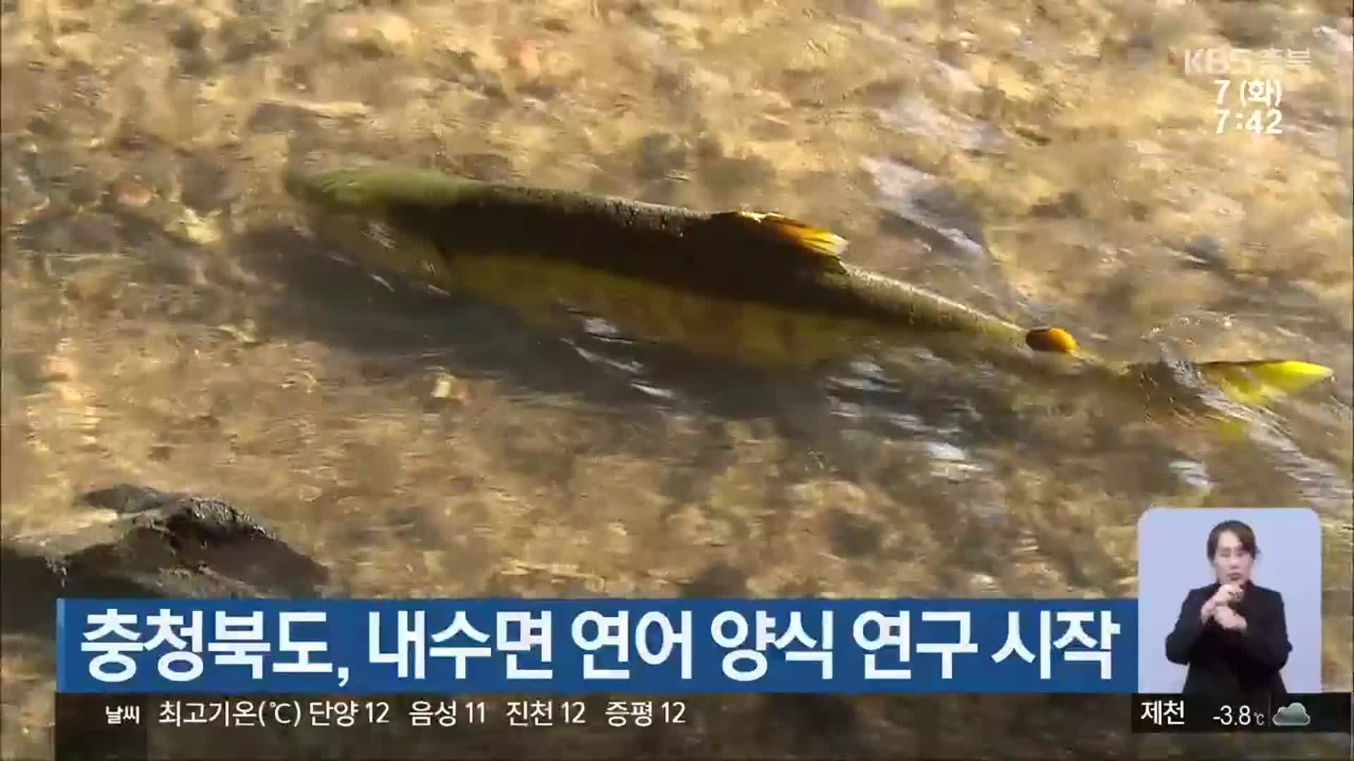 충청북도, 내수면 연어 양식 연구 시작