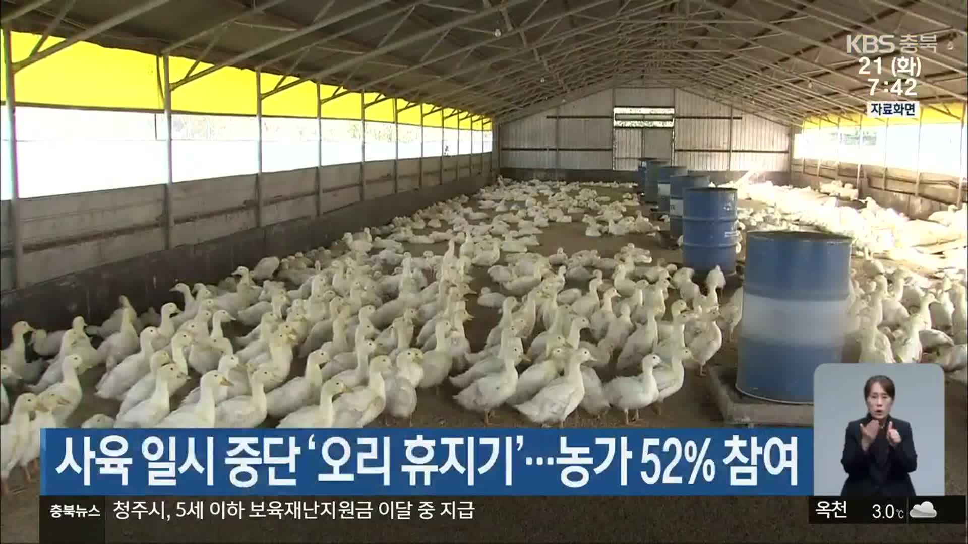 사육 일시 중단 ‘오리 휴지기’…농가 52% 참여