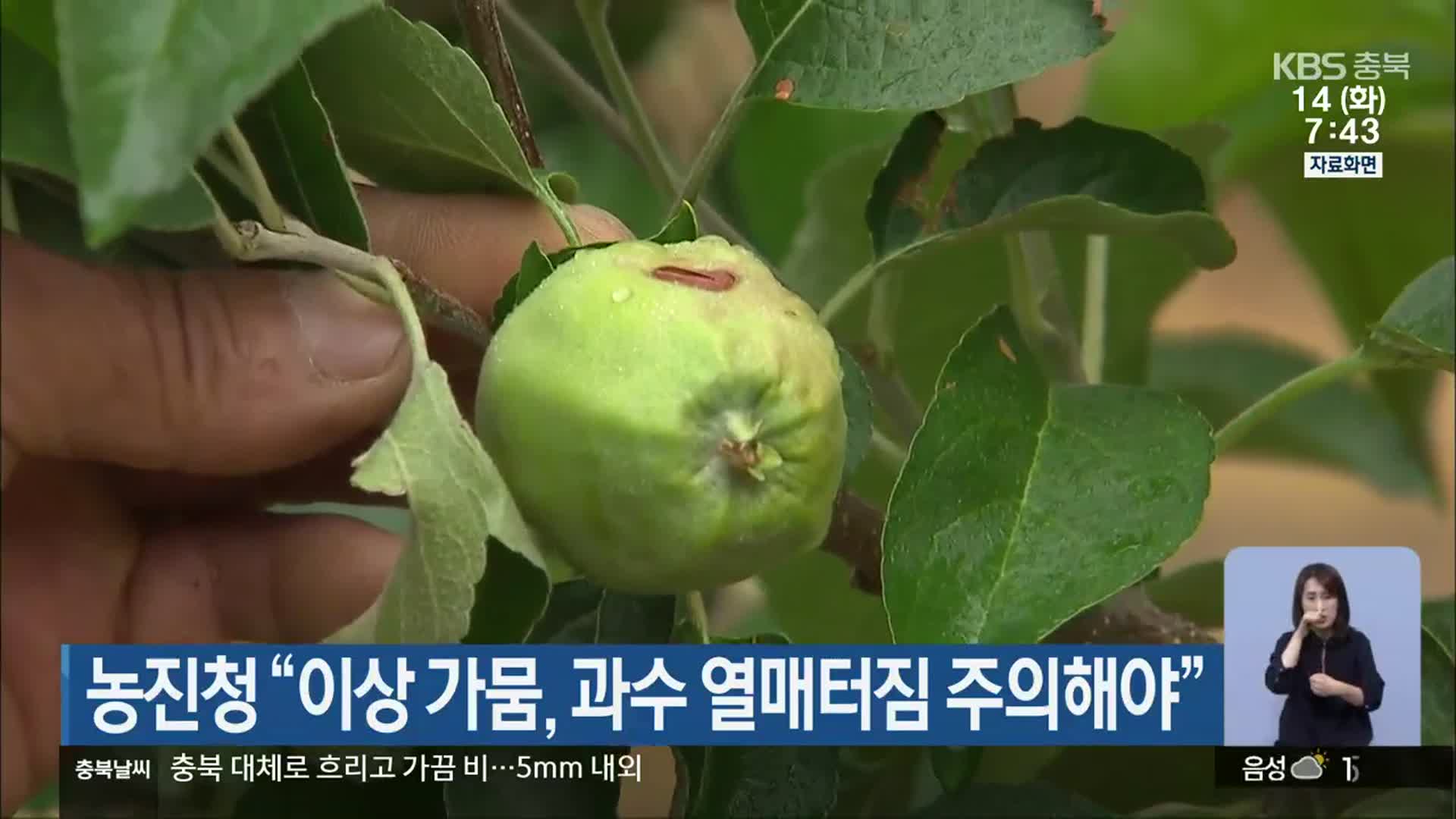 농진청 “이상 가뭄, 과수 열매터짐 주의해야”