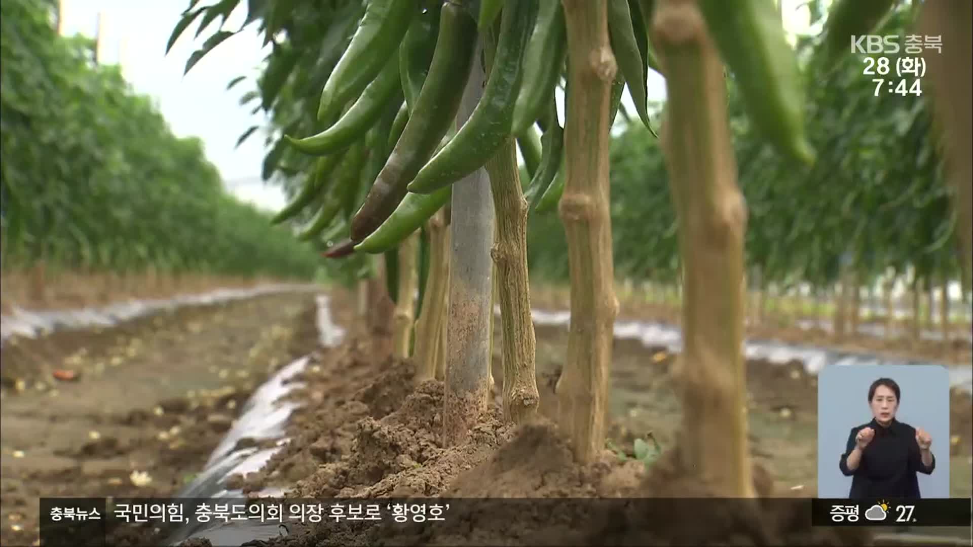 장마철 앞두고 “고추 탄저병 주의”