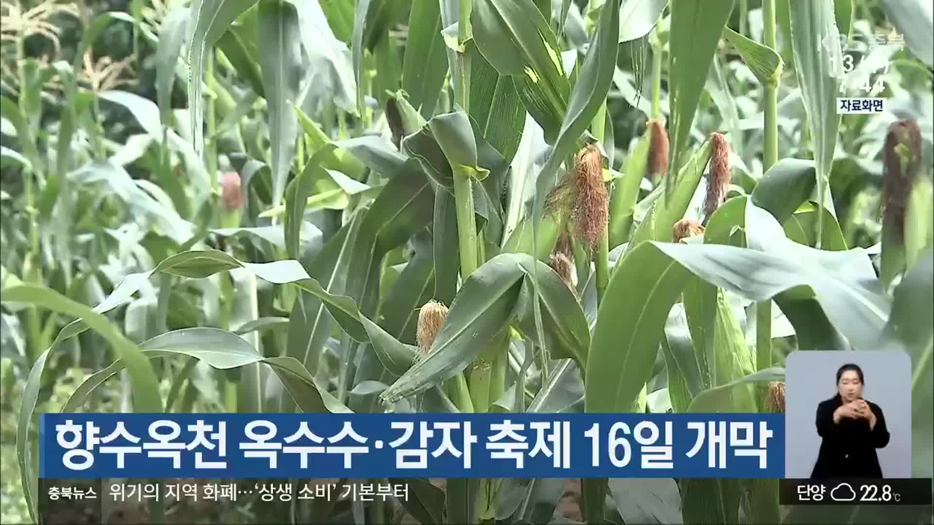 향수옥천 옥수수·감자 축제 16일 개막