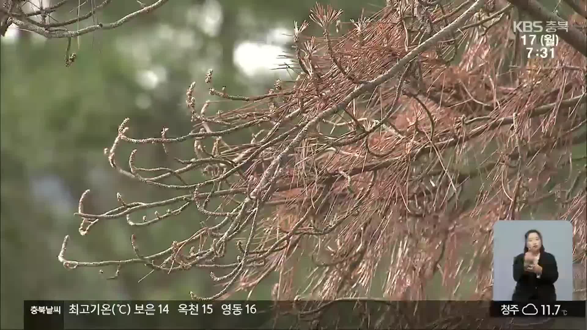 경북 소나무 재선충병 재유행 조짐