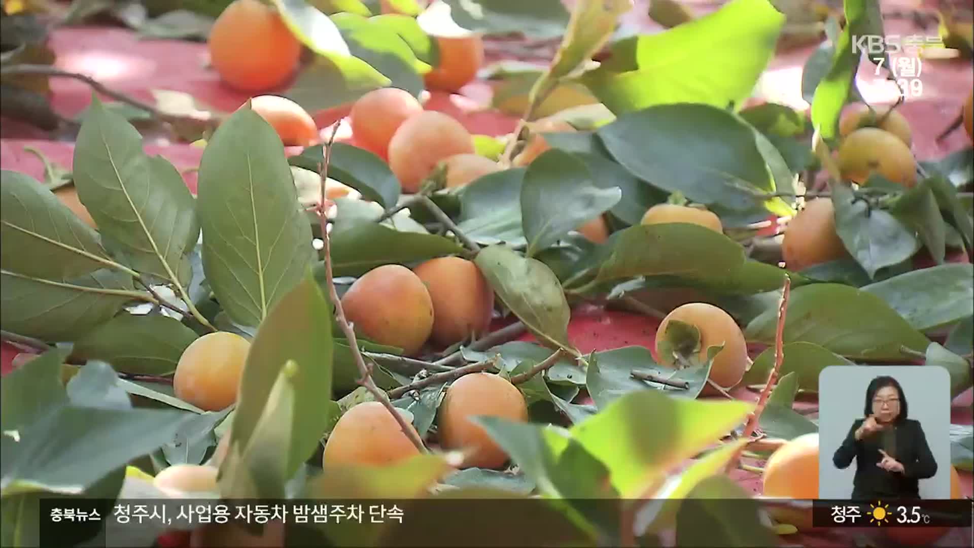 역대 최대 감 풍년…가격 폭락에 수확 포기