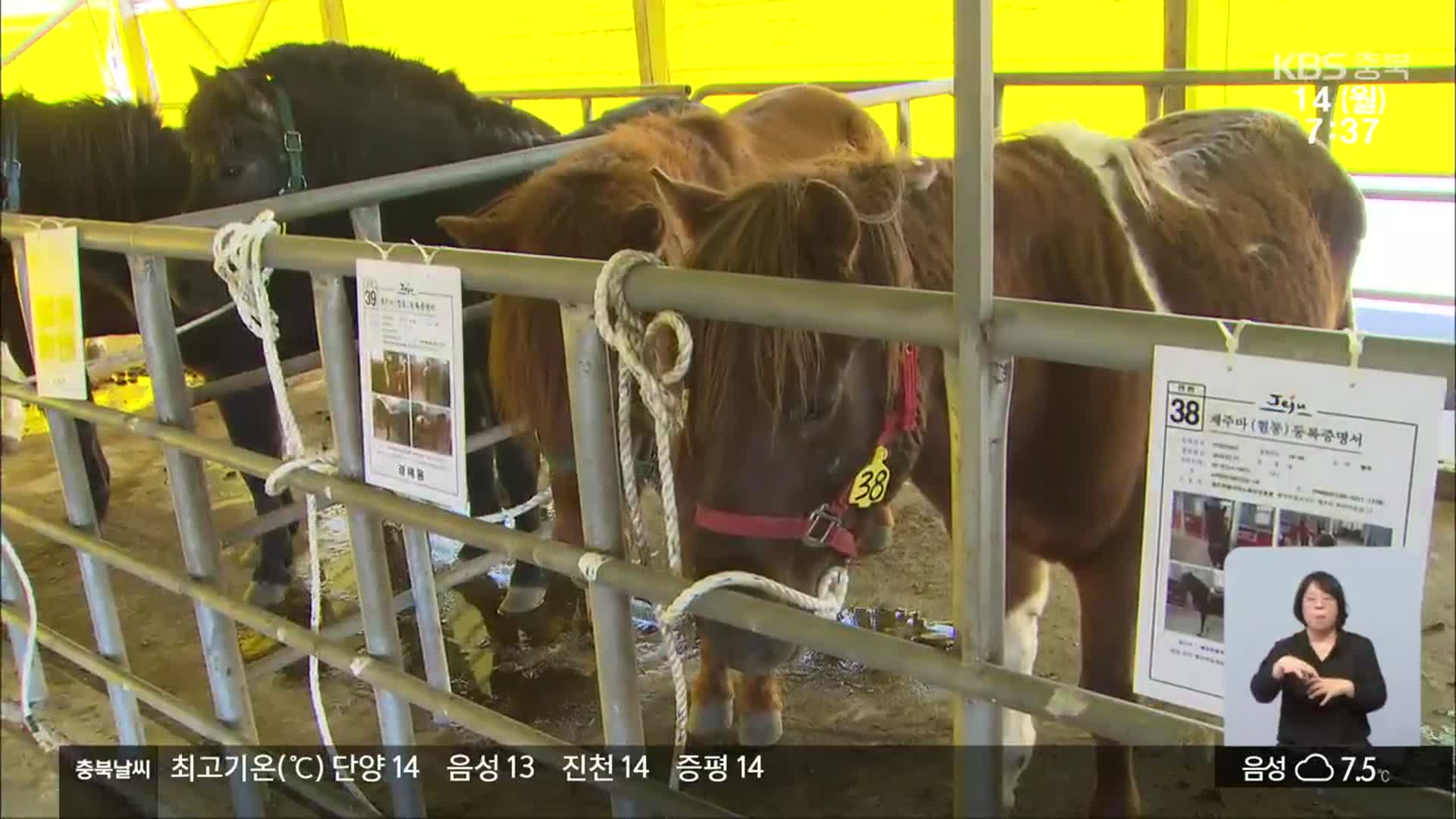 천연기념물 제주마 공개 매각에 농가 호응…일부 반대 목소리도