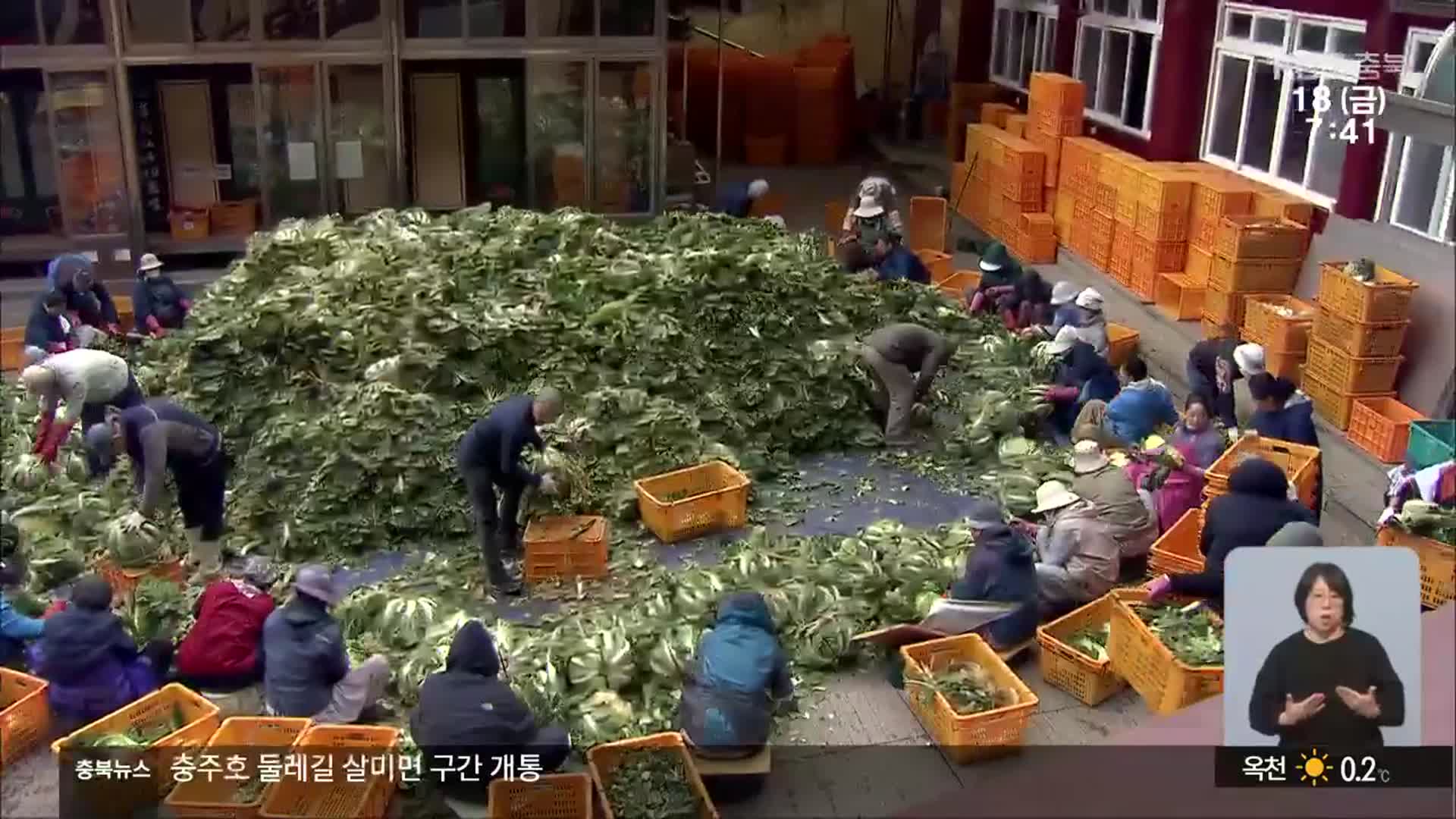 ‘겨울 문턱’ 단양 구인사…사흘간 이어진 대규모 김장 행사