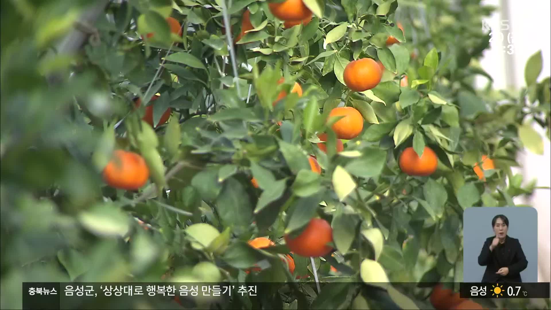 아열대 과일 ‘레드향’ 영동서 첫 출하…“농가 소득도 쑥쑥”