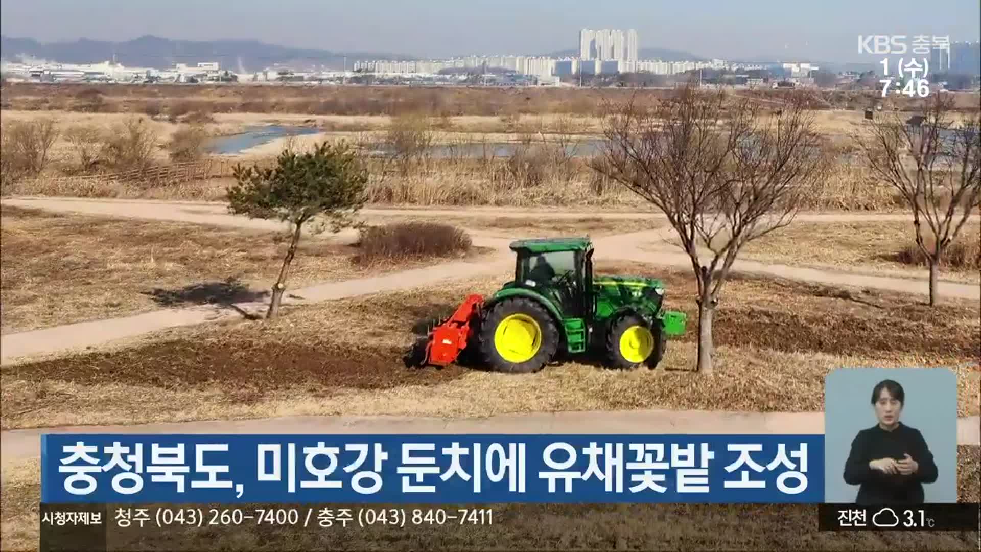 충청북도, 미호강 둔치에 유채꽃밭 조성