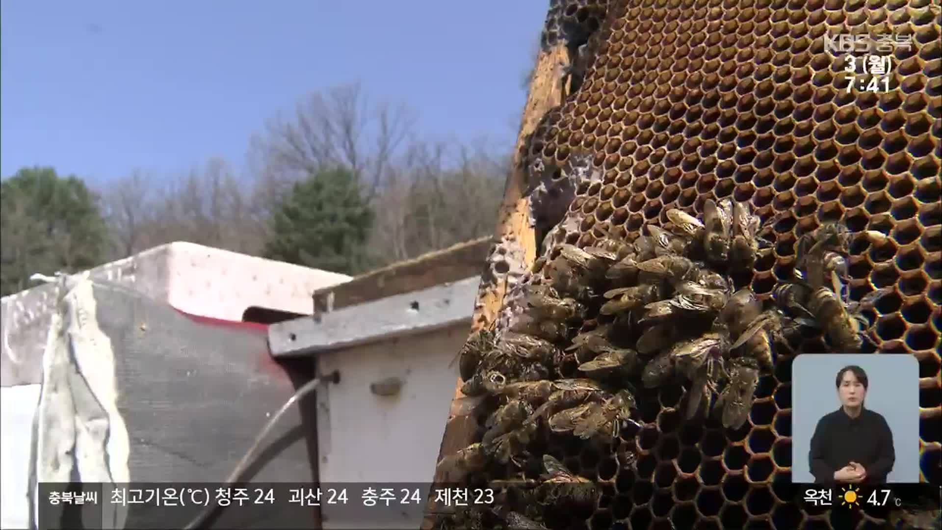 꿀벌 40% 월동 피해…방제 약품 긴급지원