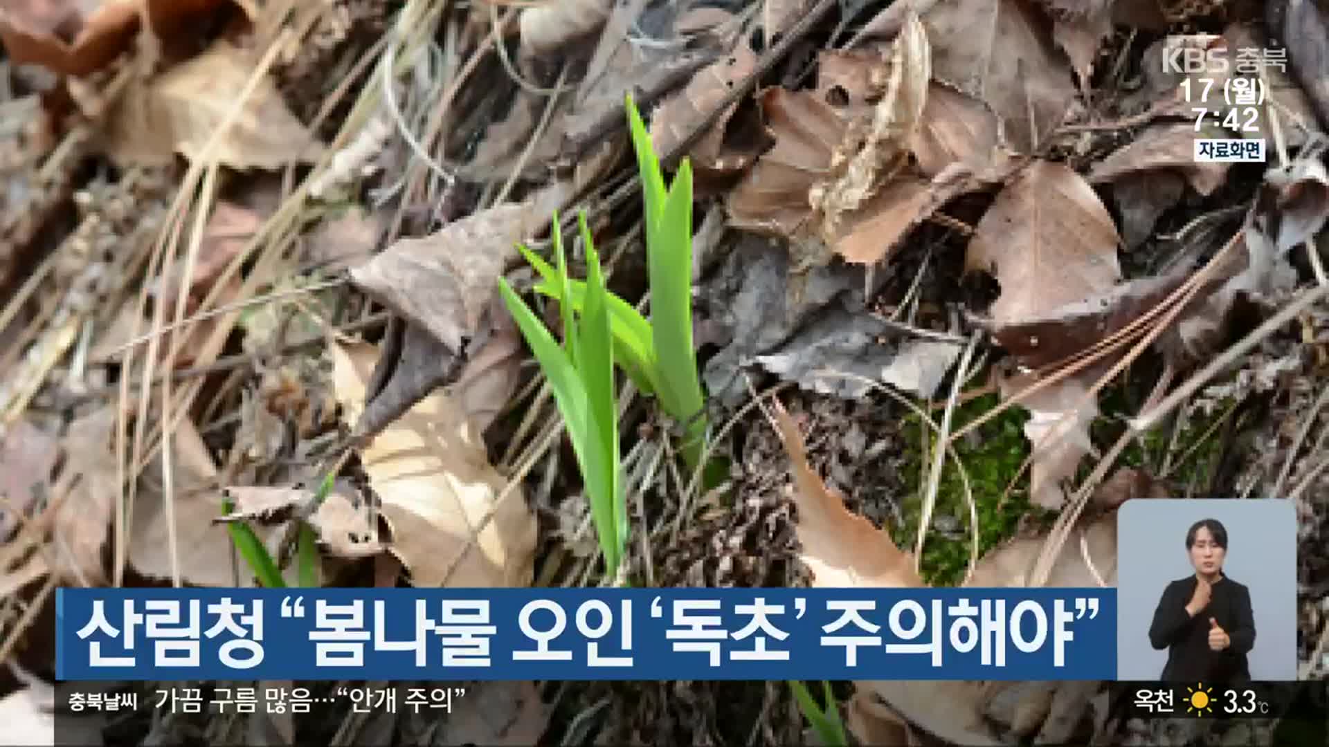 산림청 “봄나물 오인 ‘독초’ 주의해야”