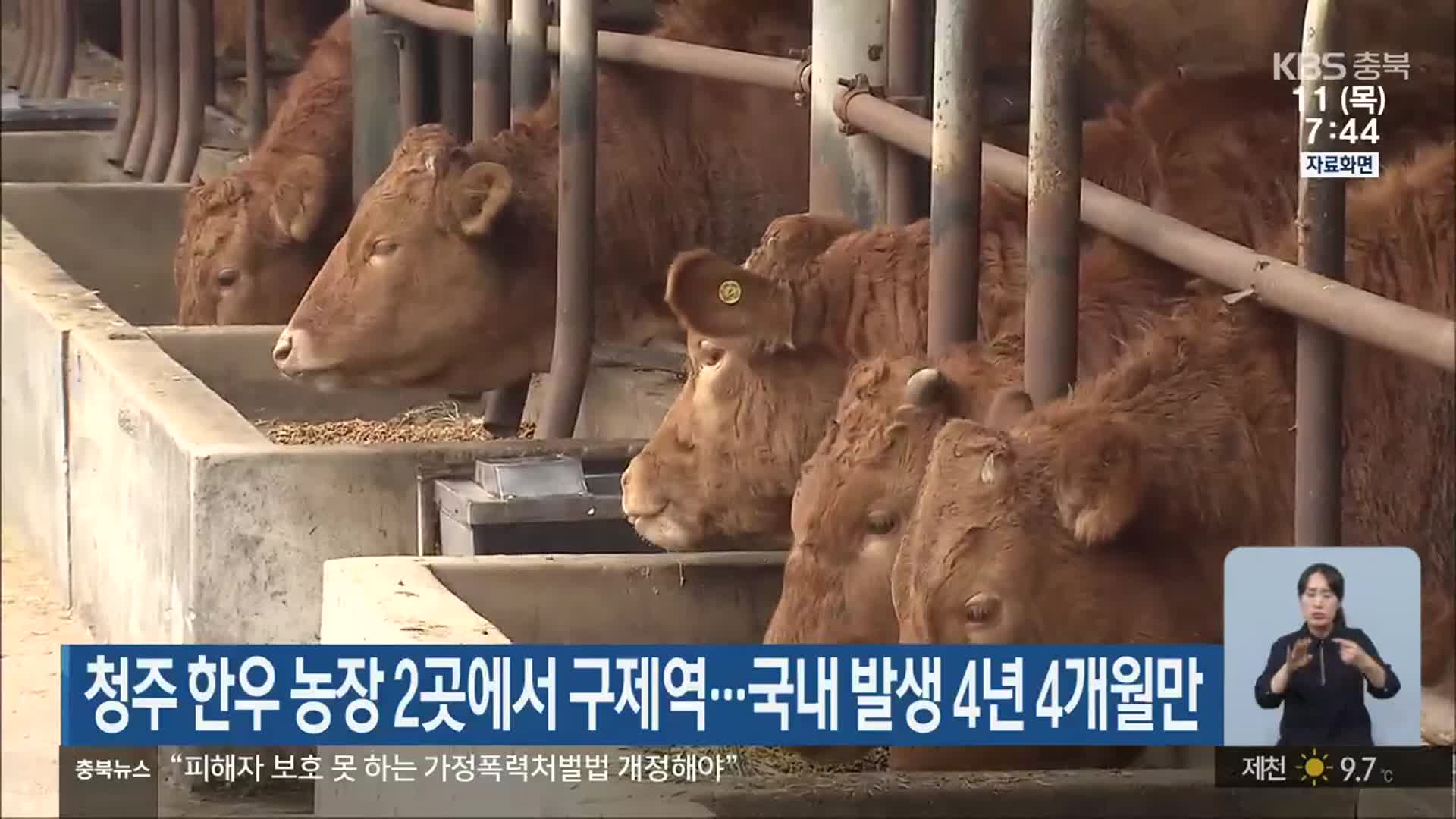 청주 한우 농장 2곳에서 구제역…국내 발생 4년 4개월만