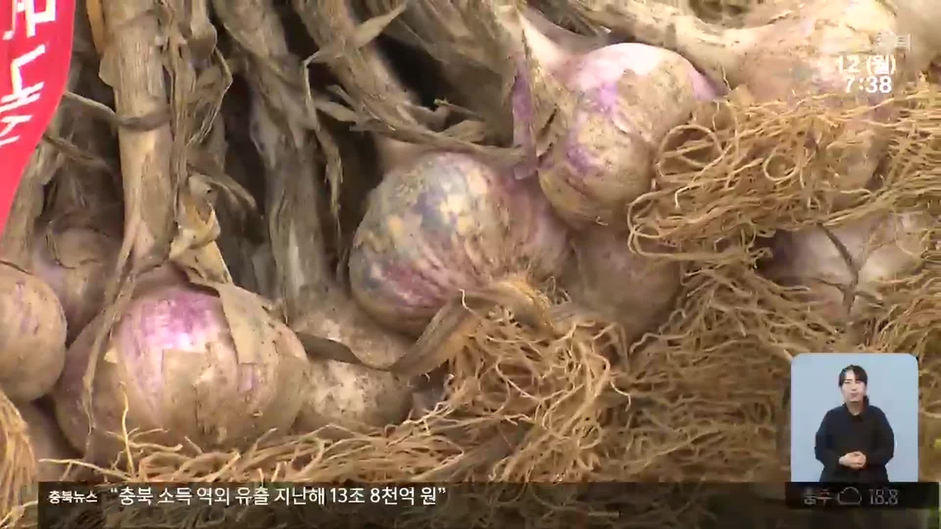 반토막 난 마늘값에 인건비까지 감당·농가 울상