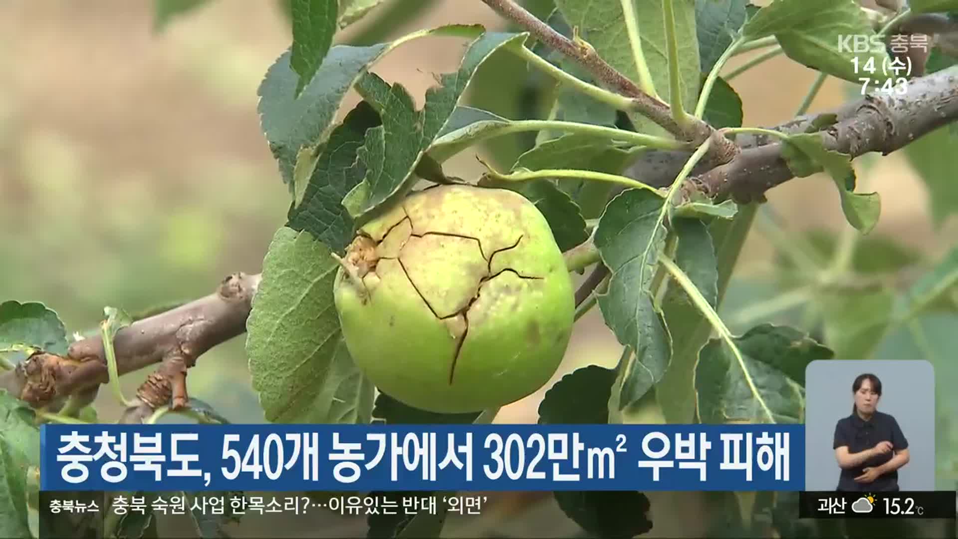 충청북도, 540개 농가에서 302만㎡ 우박 피해