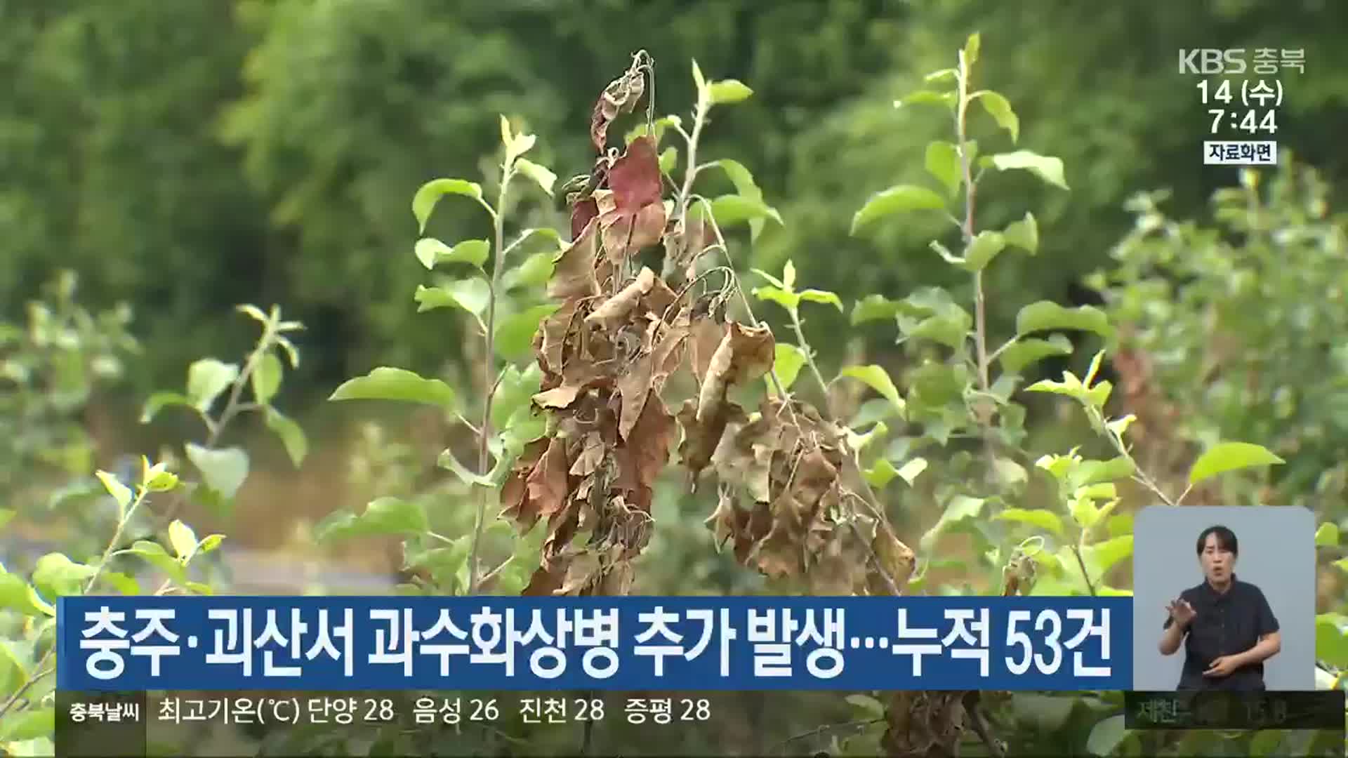 충주·괴산서 과수화상병 추가 발생…누적 53건