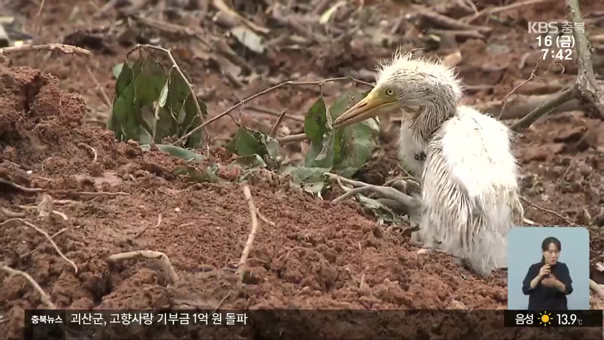 백로와의 공존 모색…“서식지 관리·보존”