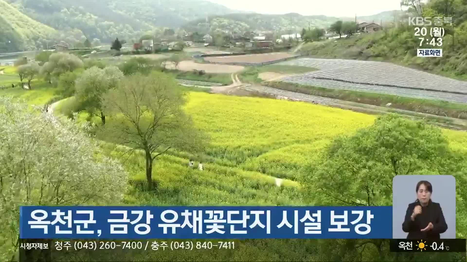옥천군, 금강 유채꽃단지 시설 보강