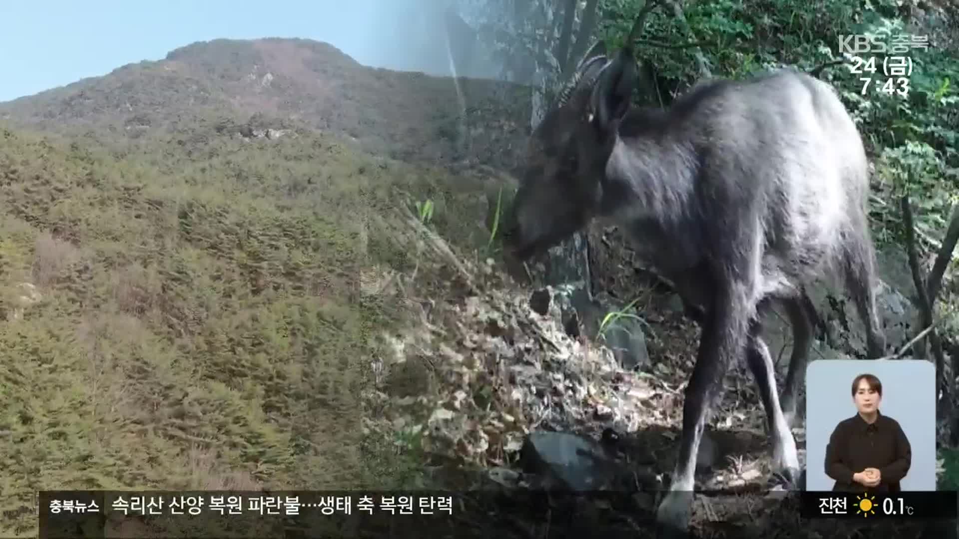 속리산 산양 복원 성공적…백두대간 생태축 탄력