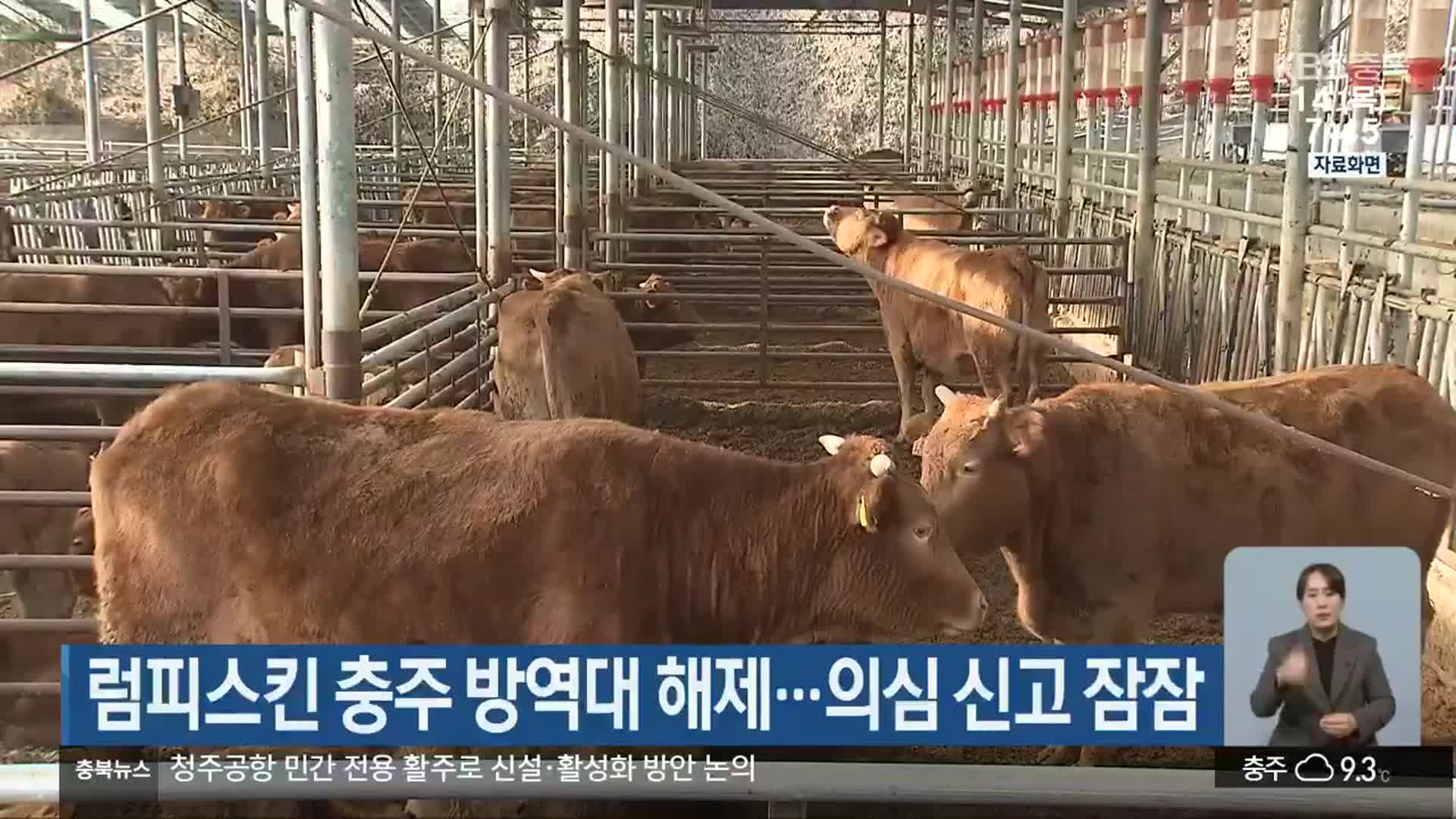 럼피스킨 충주 방역대 해제…의심 신고 잠잠