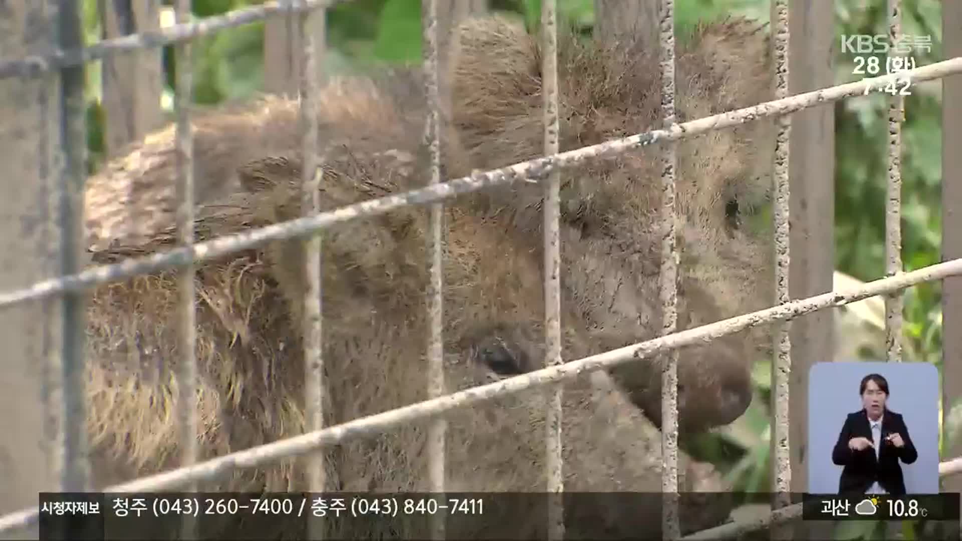 “농작물 파헤치고 돼지열병까지”…멧돼지 피해 ‘비상’