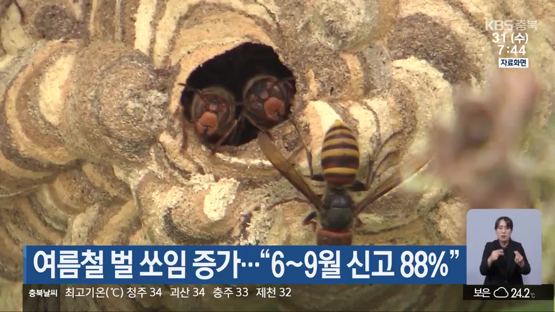 여름철 벌 쏘임 증가…“6~9월 신고 88%”