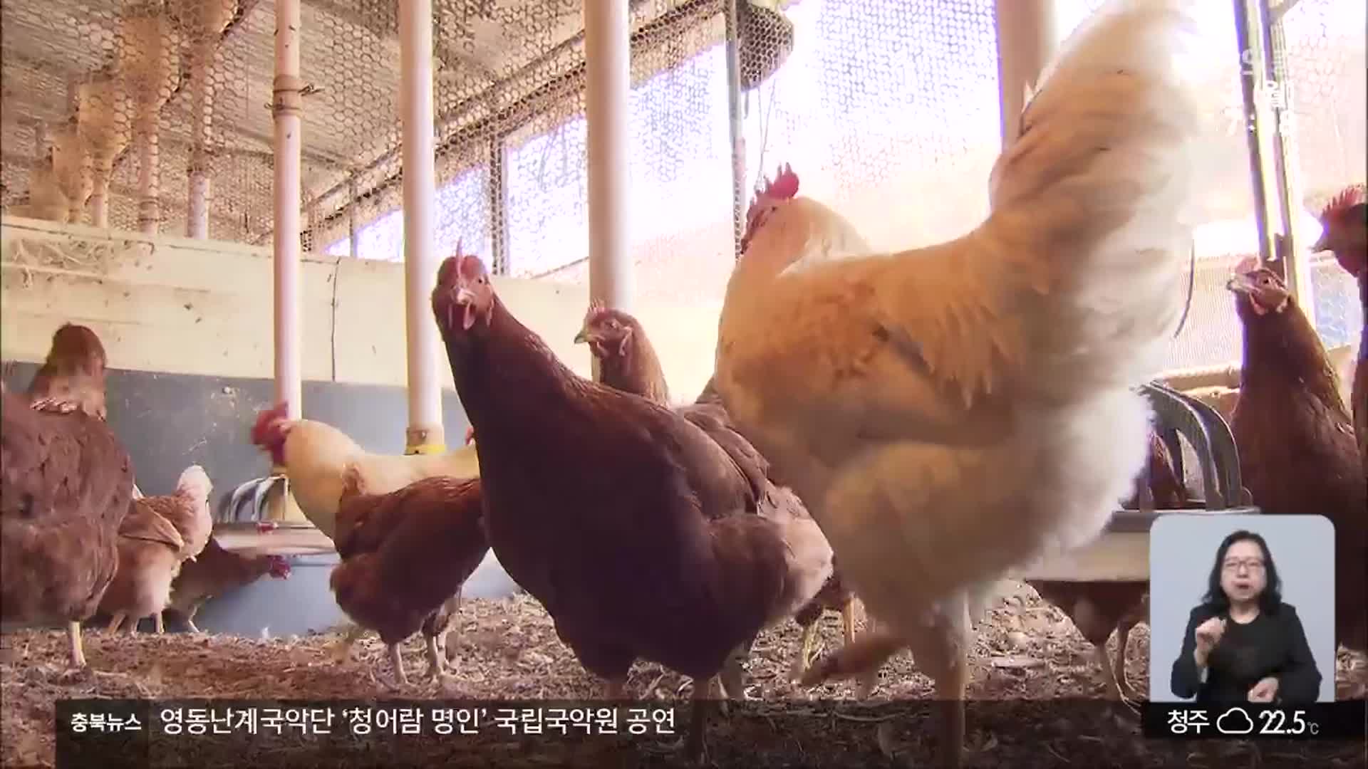 양계 농가 “저병원성 AI 피해도 심각…대책 필요”