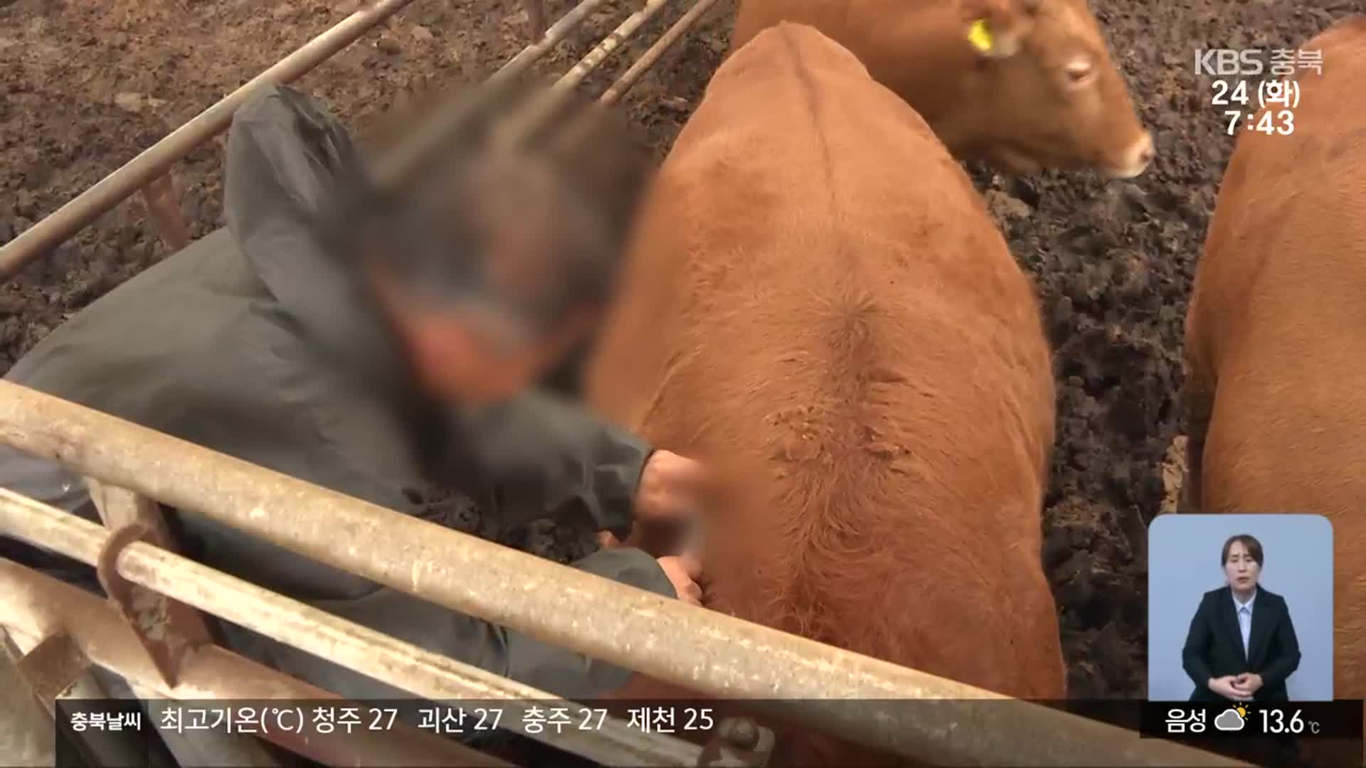 ‘백신 접종’ 누락된 송아지에서 럼피스킨…확산 차단 비상