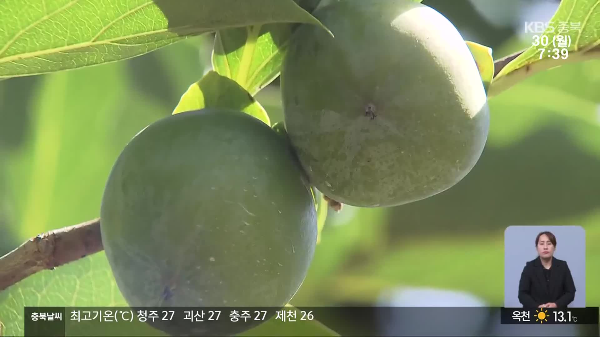 폭염에 가뭄까지…“최상급 감 생산량 줄 듯”