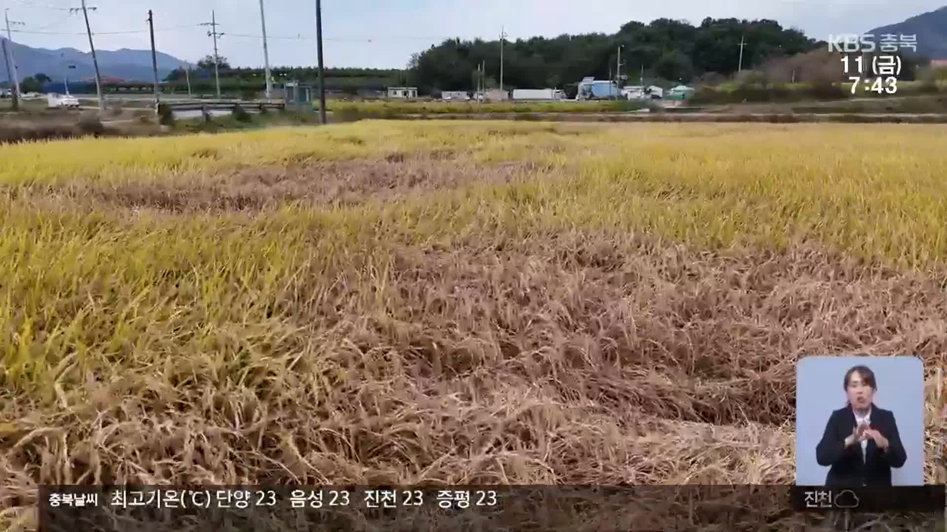 벼멸구 확산…“순식간에 수백ha 피해”