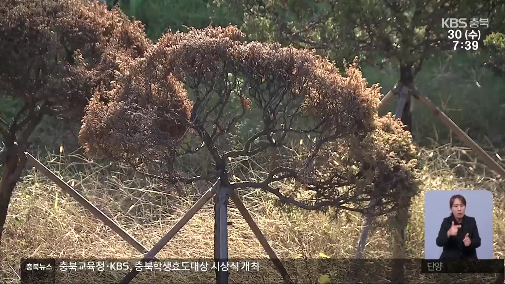 충북도청 나무 77% 사라져…이식한 나무는 고사 위기