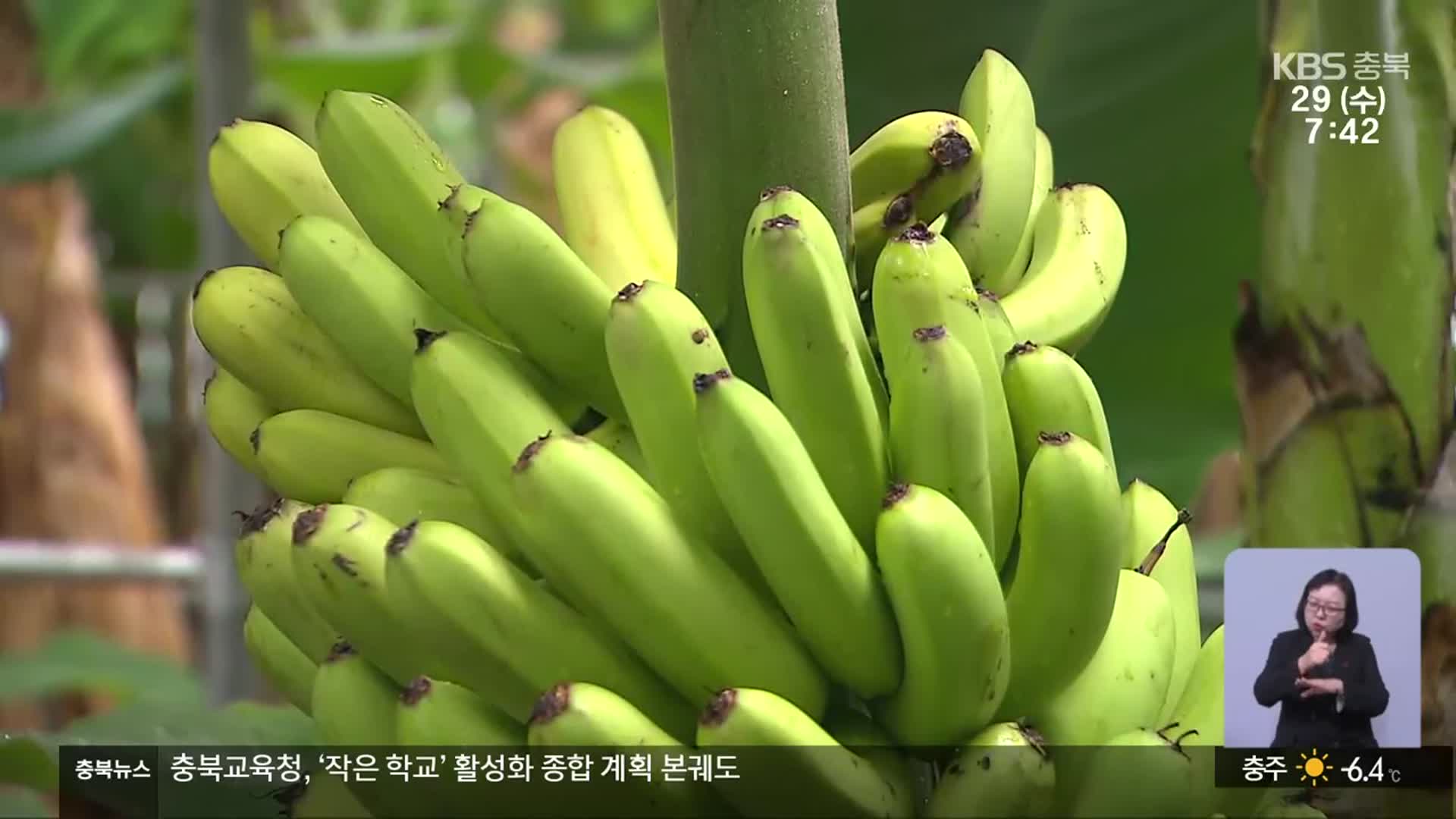 추운 제천에서 바나나·망고 재배 가능?