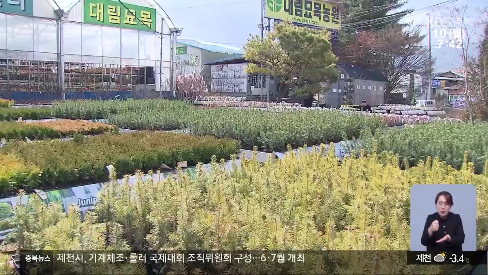옥천 묘목시장 활기…일부 품귀 현상도
