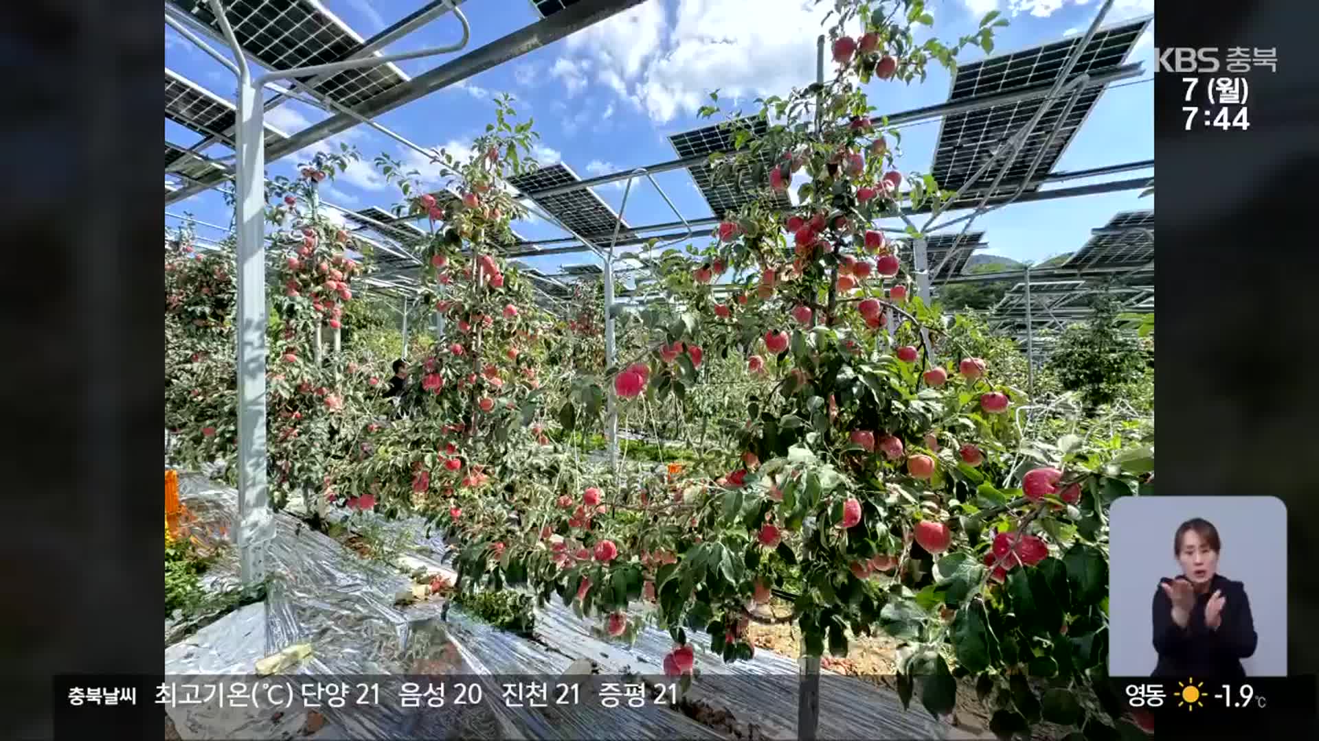 사과 키우며 전기도 생산…‘영농형 태양광’ 주목