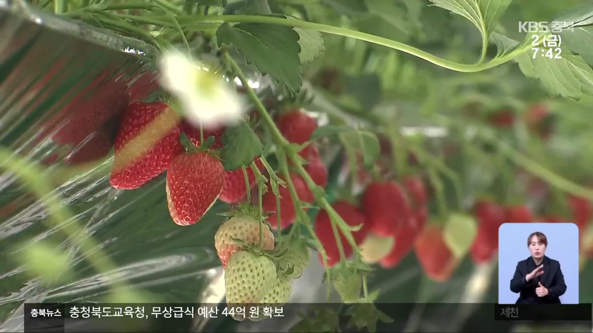 글로벌 K-딸기 1등 공신, 딸기연구소…“20년 연구의 결실”