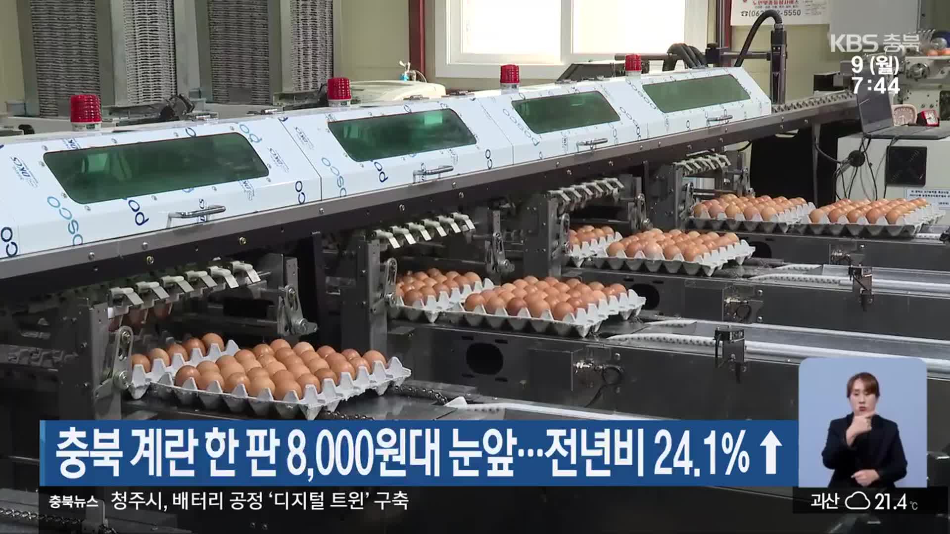 충북 계란 한 판 8000원대 눈앞…전년비 24.1%↑