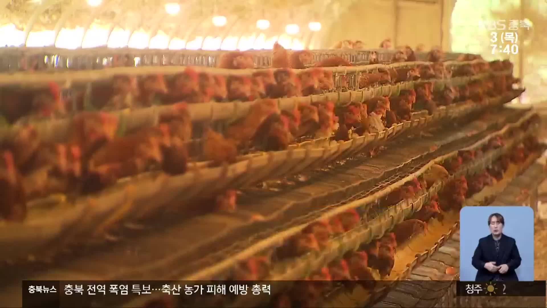 폭염 속 축산 농가 비상…피해 예방 총력
