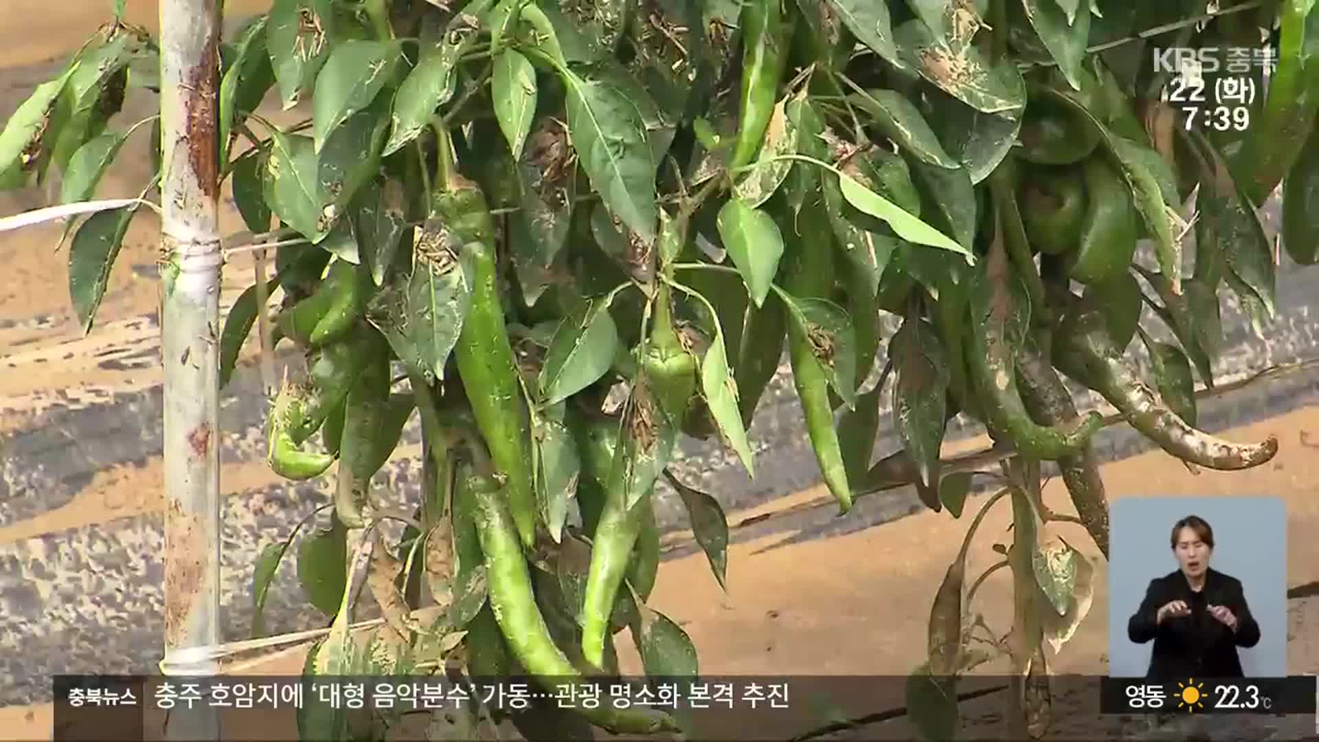 충북 호우 피해 300여 건…폭염에 복구도 막막