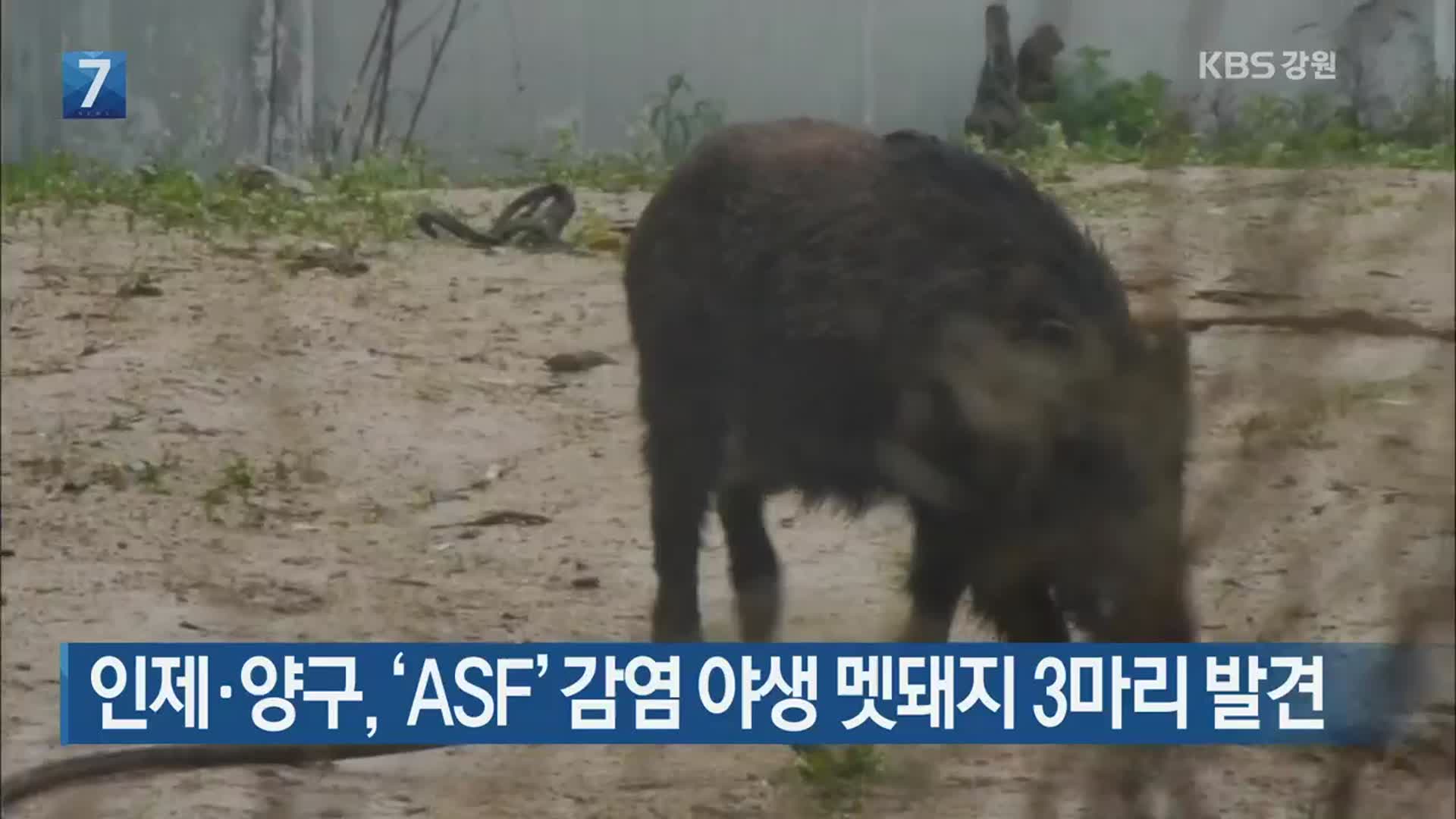 인제·양구, ‘ASF’ 감염 야생 멧돼지 3마리 발견