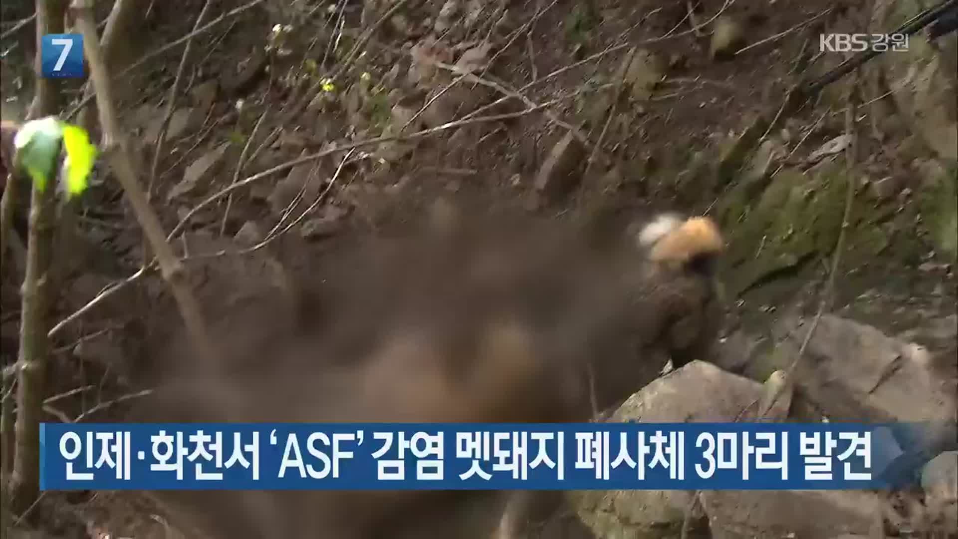 인제·화천서 ‘ASF’ 감염 멧돼지 폐사체 3마리 발견