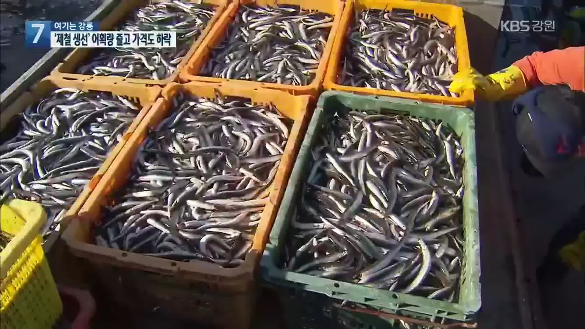 [여기는 강릉] ‘제철 생선’ 어획량 줄고 가격도 하락…어민 ‘한숨’