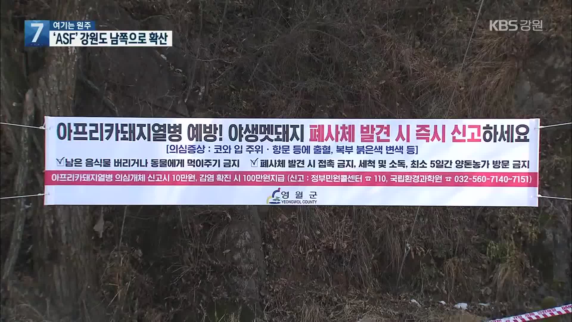 [여기는 원주] ASF, 강원 최남단까지 확산…백두대간 위협