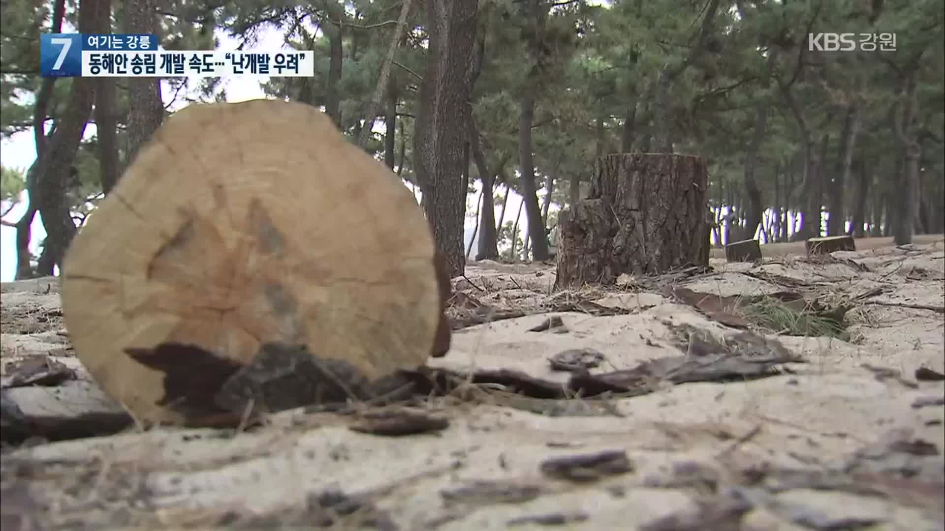 [여기는 강릉] 동해안 송림 개발 속도…“난개발 우려”