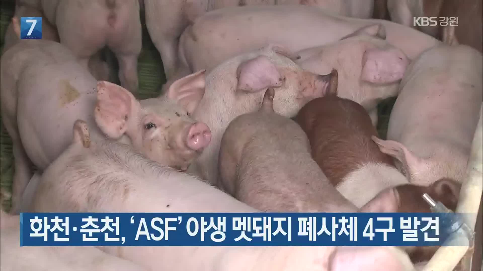 화천·춘천, ‘ASF’ 야생 멧돼지 폐사체 4구 발견