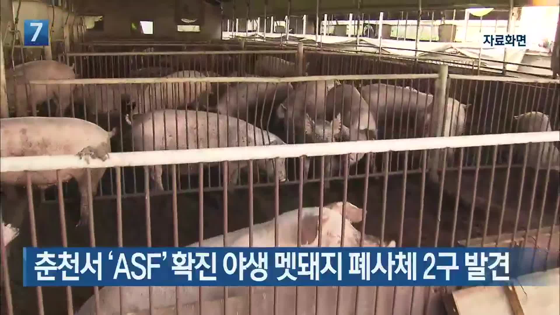 춘천서 ‘ASF’ 확진 야생 멧돼지 폐사체 2구 발견