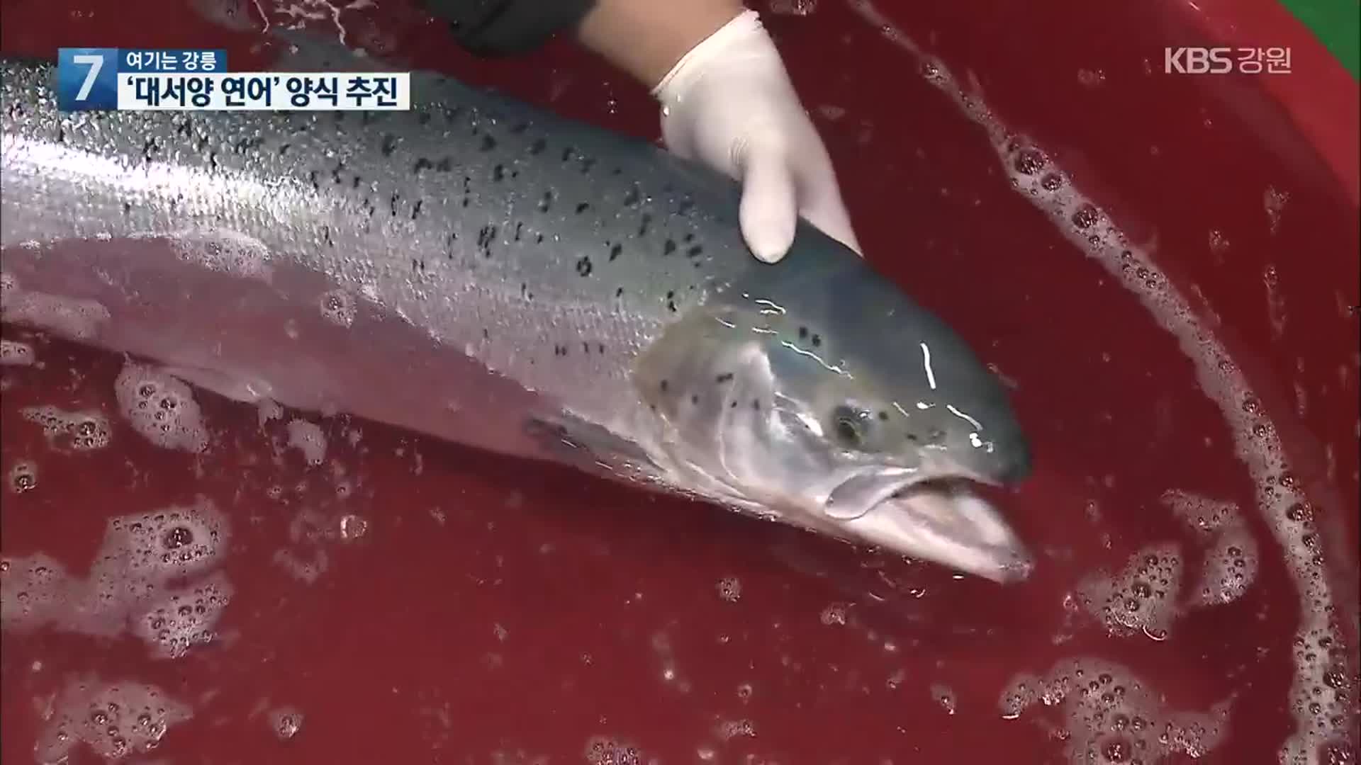 [여기는 강릉] ‘대서양 연어’ 양식 추진…대형 어종 어획량 늘어