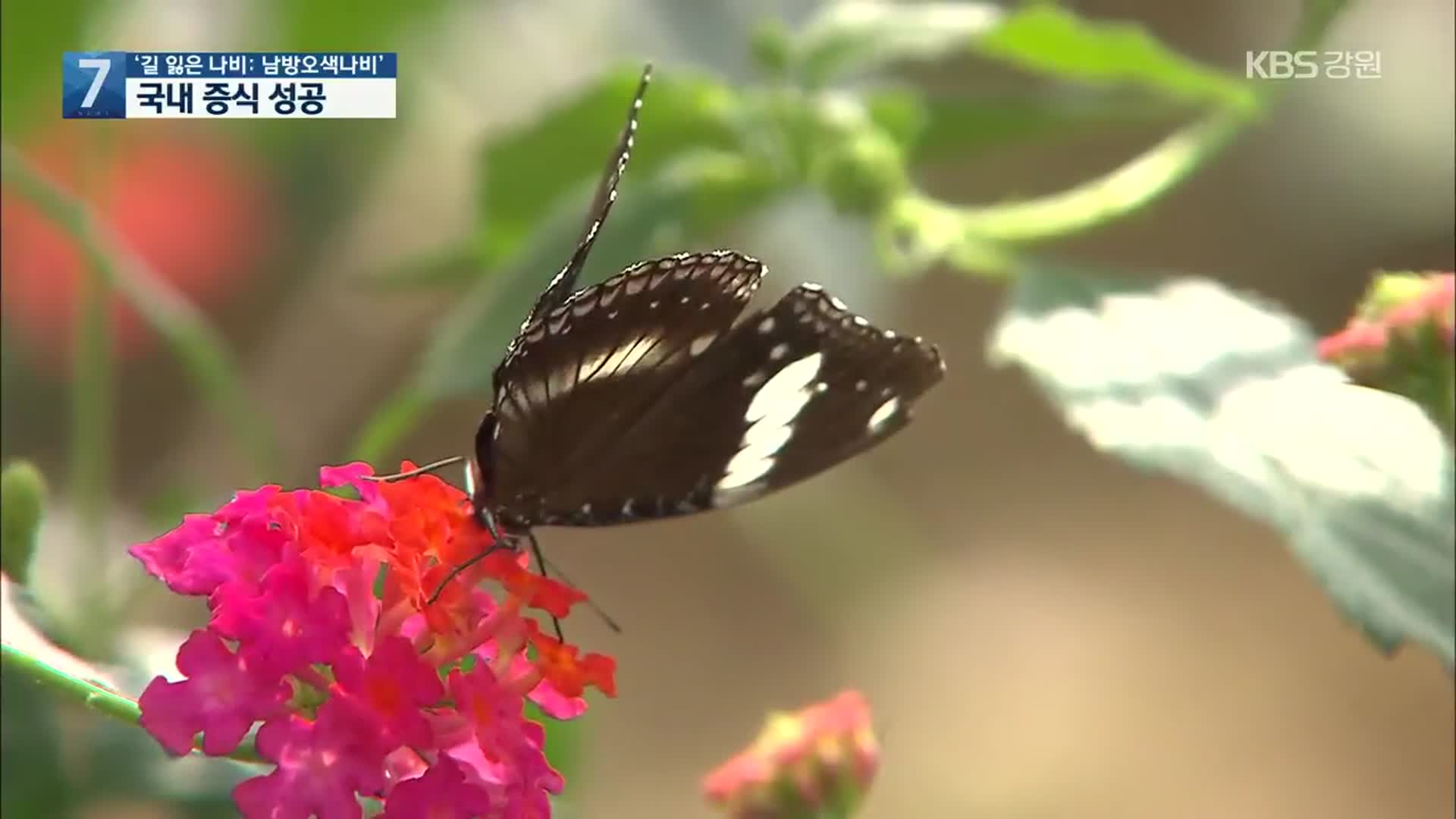 ‘길 잃은 나비: 남방오색나비’ 국내 증식 성공