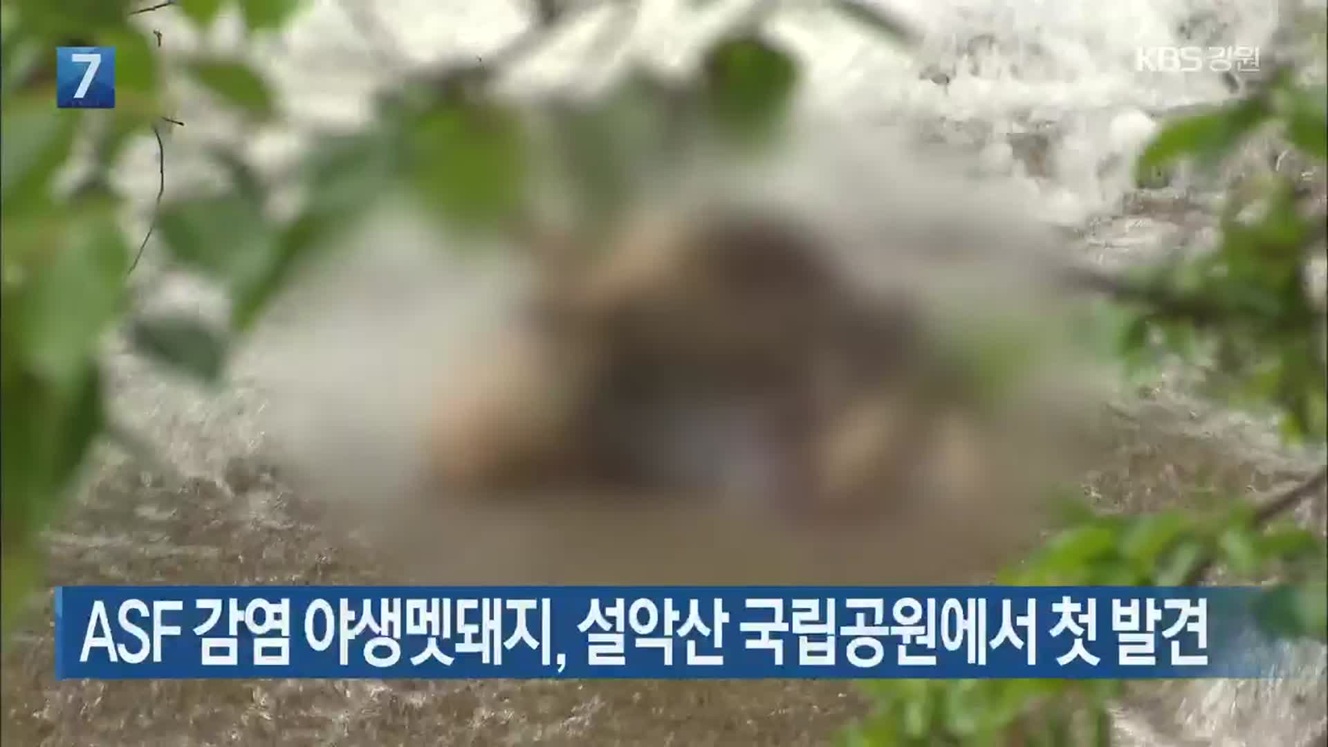 ASF 감염 야생멧돼지, 설악산 국립공원에서 첫 발견
