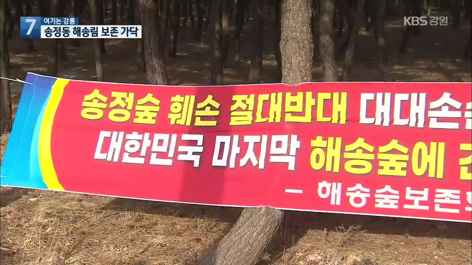 [여기는 강릉] 송정동 해송림 보존 가닥…사유지 추가 매입 추진