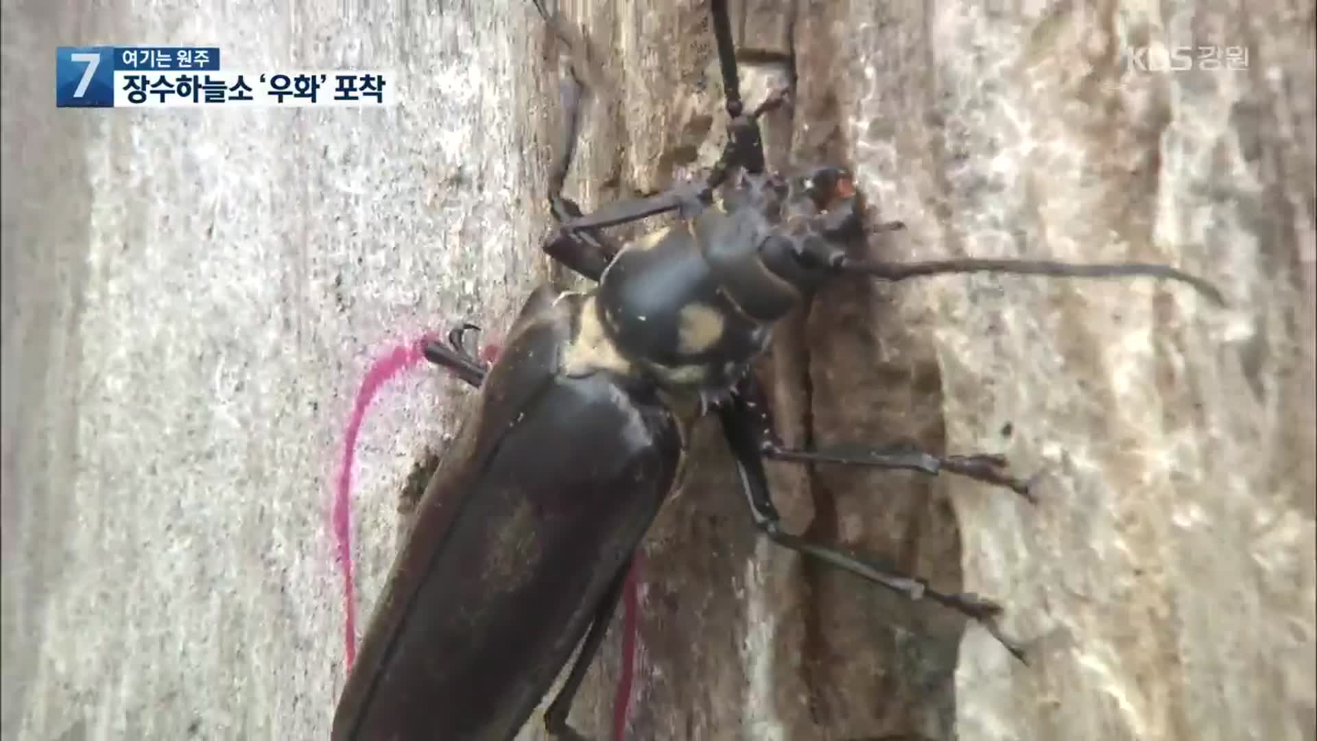 [여기는 원주] 장수하늘소 ‘우화’ 포착…생애 주기 확인