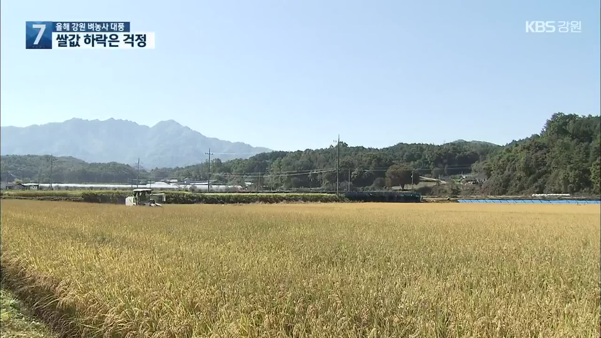 올해 강원 벼농사 대풍…“쌀값은 걱정”