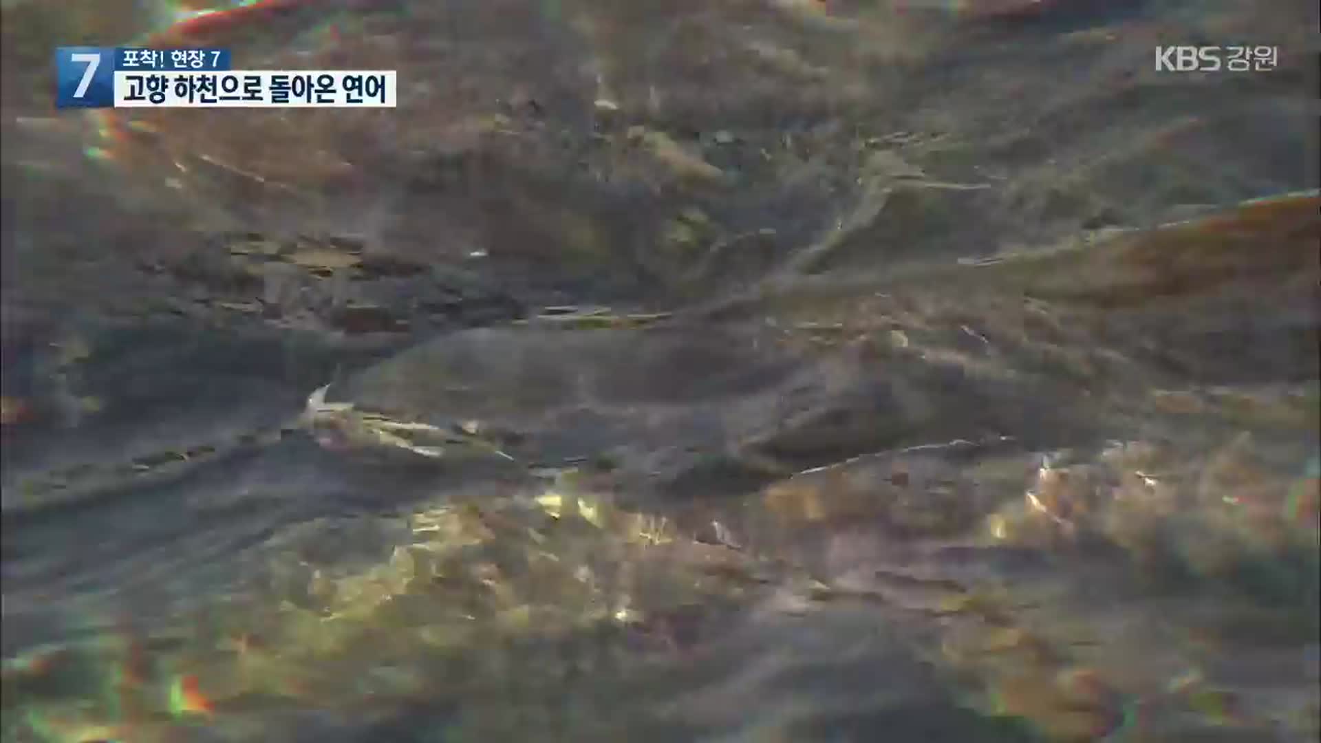 [포착! 현장7] 고향으로 돌아온 연어…반갑다 연어야!