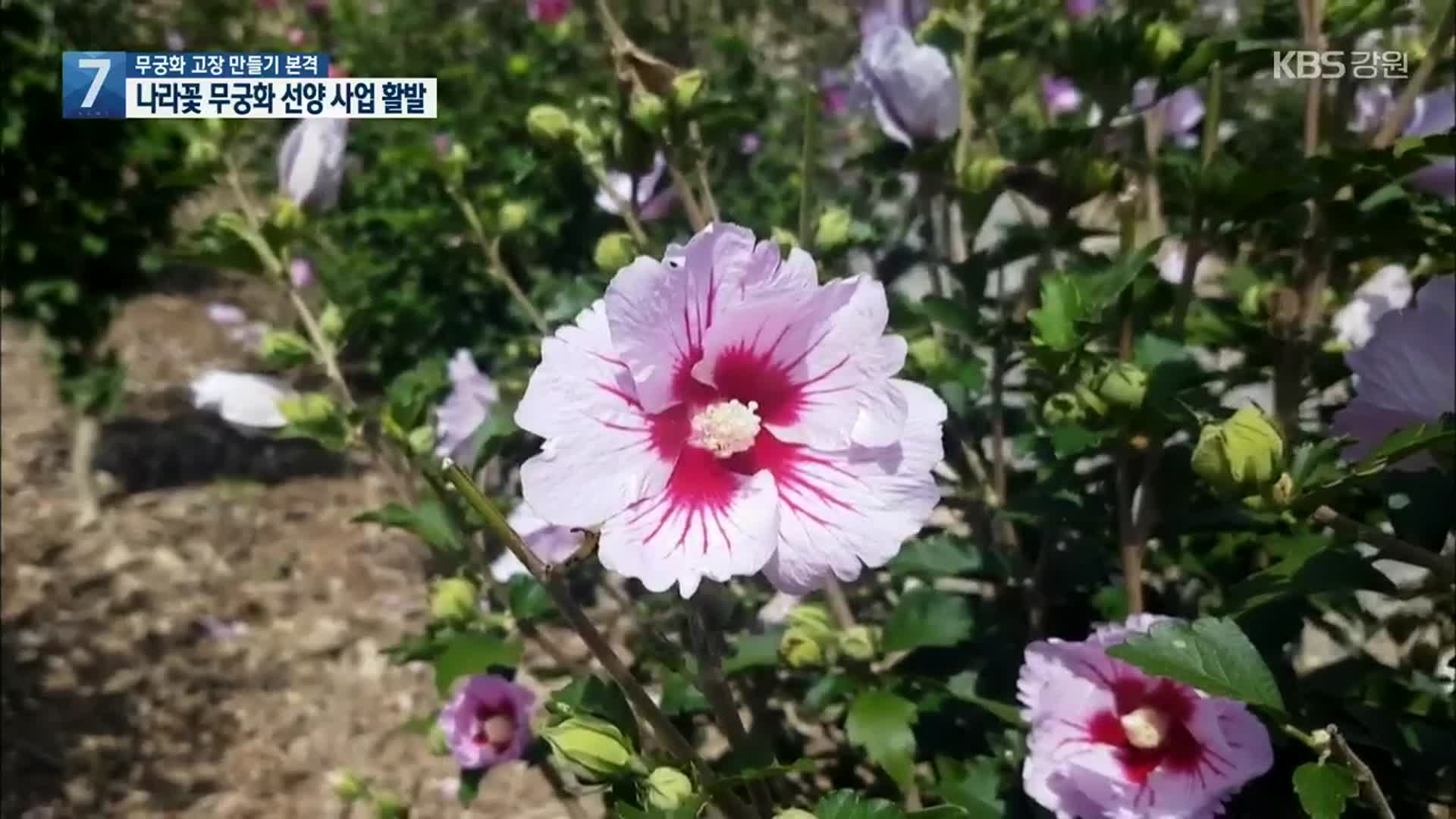 “나라꽃 무궁화 되살린다”…홍천, 무궁화의 고장 만들기 본격